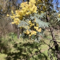 Acacia dealbata subsp. dealbata (Silver Wattle) at Bruce, ACT - 10 Sep 2023 by lyndallh