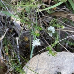 Asperula conferta (Common Woodruff) at Bruce Ridge to Gossan Hill - 10 Sep 2023 by lyndallh