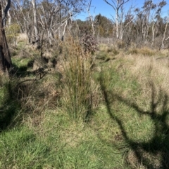 Juncus sp. (A Rush) at Flea Bog Flat, Bruce - 10 Sep 2023 by lyndallh