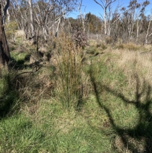 Juncus sp. at Bruce, ACT - 10 Sep 2023 10:38 AM