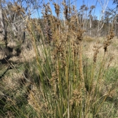 Juncus (genus) at Bruce, ACT - 10 Sep 2023 10:38 AM