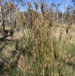 Juncus sp. at Bruce, ACT - 10 Sep 2023 10:38 AM