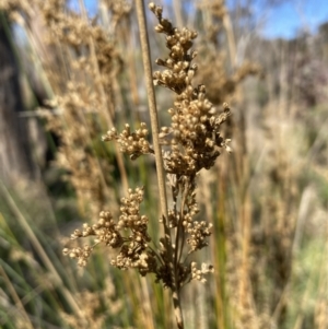 Juncus sp. at Bruce, ACT - 10 Sep 2023 10:38 AM