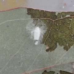 Cotesia sp. (genus) at Belconnen, ACT - 9 Oct 2022