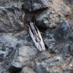 Unidentified Curved-horn moth (all Gelechioidea except Oecophoridae) at Moruya, NSW - 9 Sep 2023 by LisaH