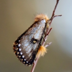 Epicoma contristis (Yellow-spotted Epicoma Moth) at Moruya, NSW - 10 Sep 2023 by LisaH