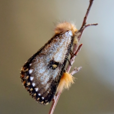 Unidentified Noctuoid moth (except Arctiinae) at Moruya, NSW - 9 Sep 2023 by LisaH