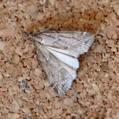 Unidentified Pyralid or Snout Moth (Pyralidae & Crambidae) at Moruya, NSW - 10 Sep 2023 by LisaH