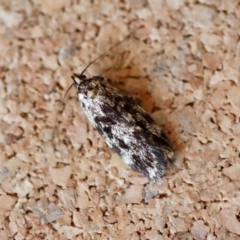 Unidentified Concealer moth (Oecophoridae) at Moruya, NSW - 10 Sep 2023 by LisaH
