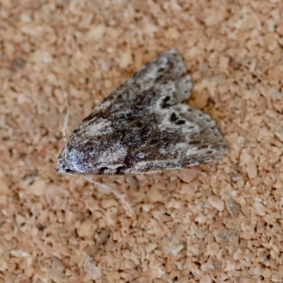 Calathusa basicunea (Eastern Calathusa) at Moruya, NSW - 10 Sep 2023 by LisaH