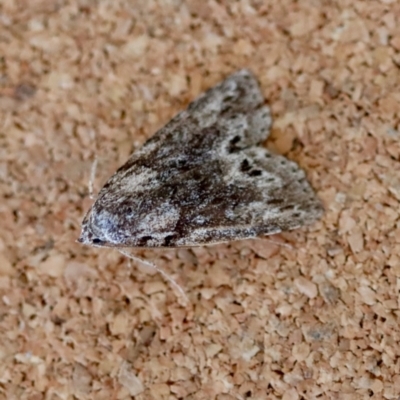 Unidentified Noctuoid moth (except Arctiinae) at Moruya, NSW - 10 Sep 2023 by LisaH