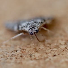 Calathusa basicunea at Moruya, NSW - suppressed
