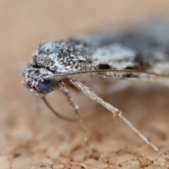 Calathusa basicunea at Moruya, NSW - suppressed