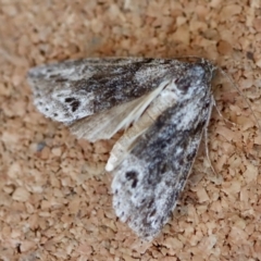 Calathusa basicunea at Moruya, NSW - suppressed