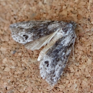 Calathusa basicunea at Moruya, NSW - suppressed