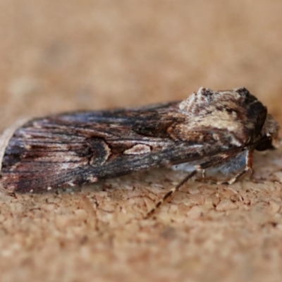 Agrotis radians (Brown Cutworm) at Moruya, NSW - 10 Sep 2023 by LisaH