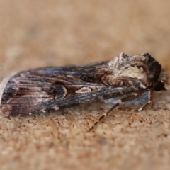 Unidentified Noctuoid moth (except Arctiinae) at Moruya, NSW - 10 Sep 2023 by LisaH