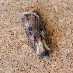 Agrotis radians at Moruya, NSW - suppressed