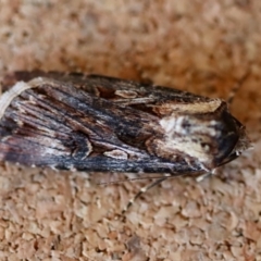 Agrotis radians at Moruya, NSW - suppressed