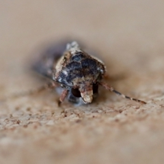 Agrotis radians at Moruya, NSW - suppressed