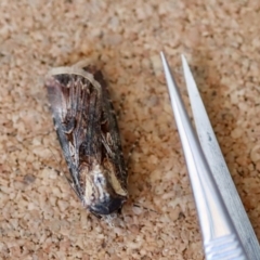 Agrotis radians at Moruya, NSW - suppressed
