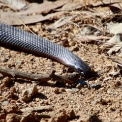 Pseudechis porphyriacus (Red-bellied Black Snake) at Broulee Moruya Nature Observation Area - 10 Sep 2023 by LisaH