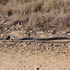 Pseudechis porphyriacus at Broulee, NSW - 10 Sep 2023