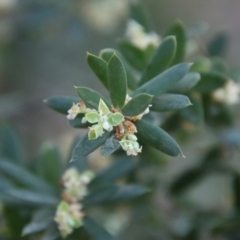 Monotoca elliptica (Tree Broom-heath) at Broulee Moruya Nature Observation Area - 9 Sep 2023 by LisaH