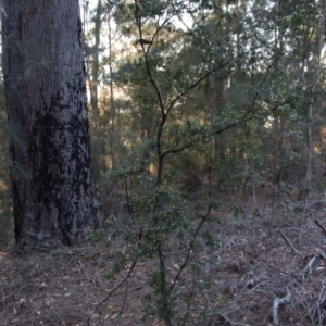 Monotoca elliptica at Moruya, NSW - suppressed