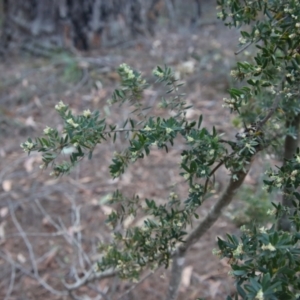 Monotoca elliptica at Moruya, NSW - 10 Sep 2023