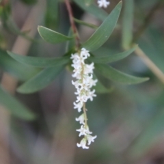 Leucopogon affinis (Lance Beard-heath) at Moruya, NSW - 9 Sep 2023 by LisaH