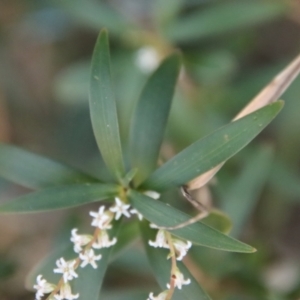 Leucopogon affinis at Moruya, NSW - suppressed