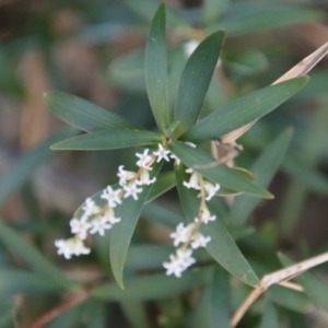 Leucopogon affinis at Moruya, NSW - suppressed