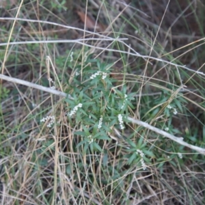 Leucopogon affinis at Moruya, NSW - suppressed