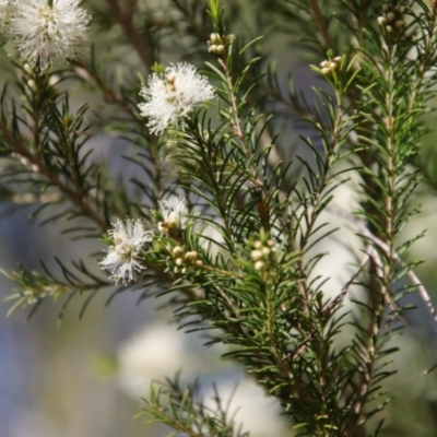 Melaleuca ericifolia (Swamp Paperbark) at Broulee, NSW - 10 Sep 2023 by LisaH