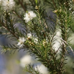 Melaleuca ericifolia (Swamp Paperbark) at Broulee, NSW - 10 Sep 2023 by LisaH