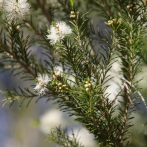Melaleuca ericifolia at Broulee, NSW - 10 Sep 2023