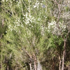 Melaleuca ericifolia at Broulee, NSW - 10 Sep 2023