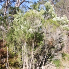 Melaleuca ericifolia at Broulee, NSW - suppressed