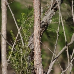 Melaleuca ericifolia at Broulee, NSW - suppressed