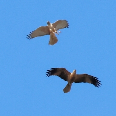 Circus approximans (Swamp Harrier) at Wonga Wetlands - 10 Sep 2023 by KylieWaldon