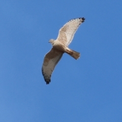 Circus approximans (Swamp Harrier) at Splitters Creek, NSW - 10 Sep 2023 by KylieWaldon