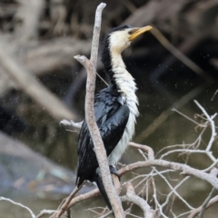 Microcarbo melanoleucos (Little Pied Cormorant) at Splitters Creek, NSW - 10 Sep 2023 by KylieWaldon