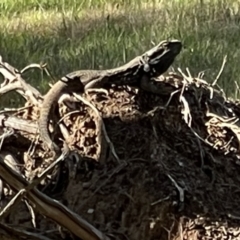 Pogona barbata (Eastern Bearded Dragon) at Hackett, ACT - 10 Sep 2023 by Louisab