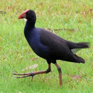 Porphyrio melanotus at Splitters Creek, NSW - 10 Sep 2023 09:25 AM