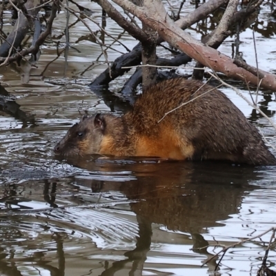 Hydromys chrysogaster (Rakali or Water Rat) at Albury - 9 Sep 2023 by KylieWaldon