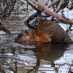 Hydromys chrysogaster (Rakali or Water Rat) at Wonga Wetlands - 9 Sep 2023 by KylieWaldon