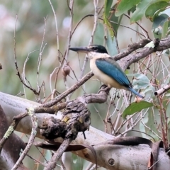 Todiramphus sanctus (Sacred Kingfisher) at Wonga Wetlands - 9 Sep 2023 by KylieWaldon