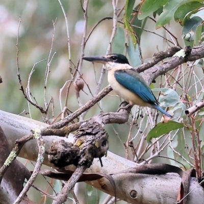 Todiramphus sanctus (Sacred Kingfisher) at Splitters Creek, NSW - 9 Sep 2023 by KylieWaldon