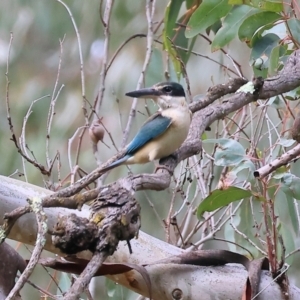 Todiramphus sanctus at Splitters Creek, NSW - 10 Sep 2023 09:17 AM